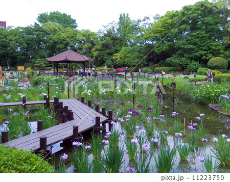 城北菖蒲園 城北菖蒲園 11223750