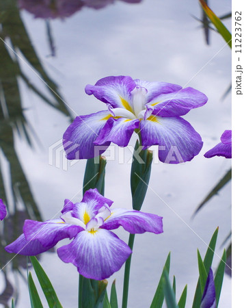 ハナショウブ ハナショウブ 11223762