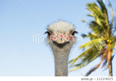 Ostrich Ostrich 11224025