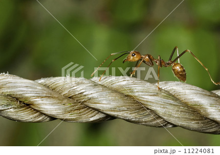 Ant 11224081