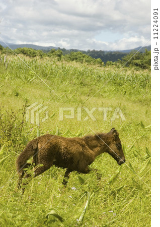 Foal 11224091