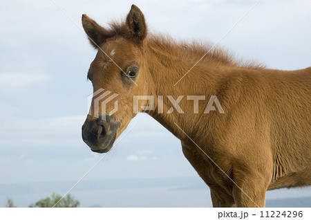 Foal Foal 11224296