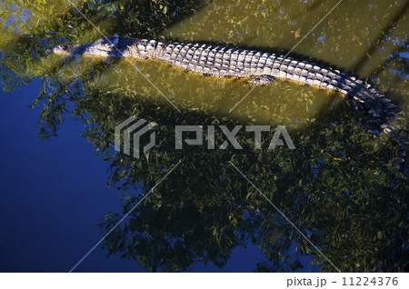 Crocodile Crocodile 11224376