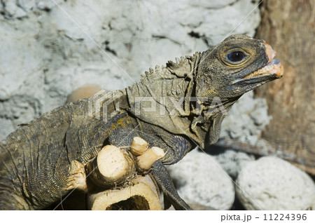 Monitor Lizard 11224396