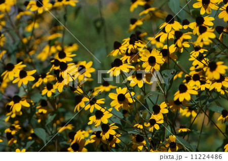 ルドベキア・タカオ　和名は大三葉反魂草(おおみつばはんごんそう) 11224486