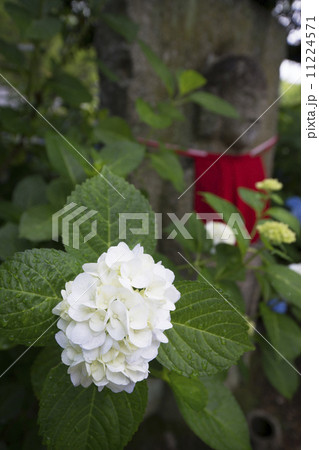 矢田寺 紫陽花のころ 矢田寺 紫陽花のころ 11224571