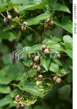 山芋の零余子(むかご) 11224687