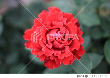 赤い薔薇 11224689