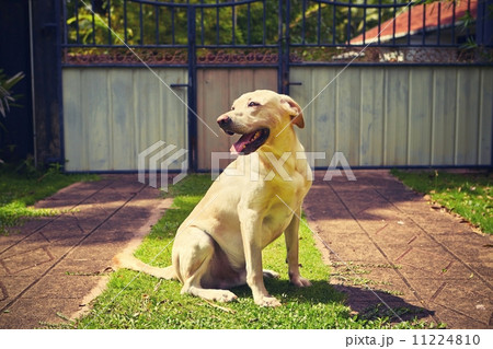 Dog on the garden 11224810