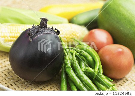 夏野菜収穫 夏野菜収穫 11224995