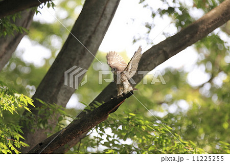 ツミの幼鳥(巣立ち) ツミの幼鳥(巣立ち) 11225255