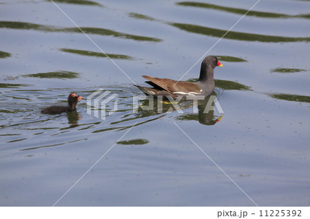 鷭の親子 11225392