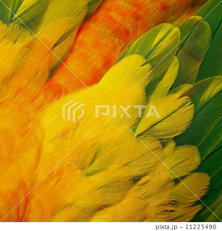 Sun Conure feathers Sun Conure feathers 11225490