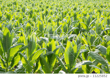 緑の野菜 11225852
