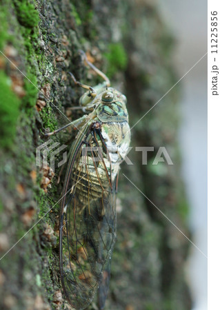 ミンミン蝉　緑色の多いタイプです。 11225856