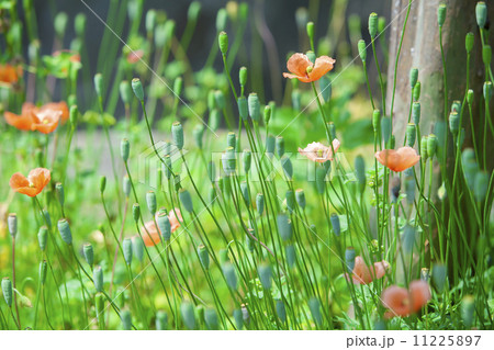 ポピー ポピー 11225897