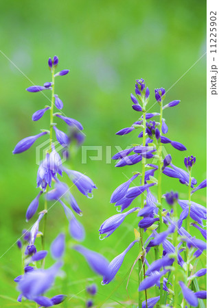 コバギボウシ 11225902