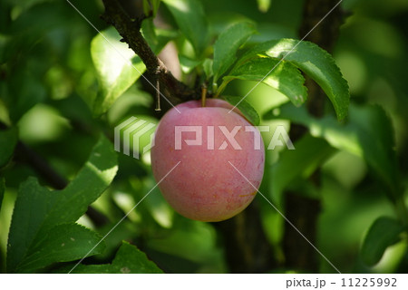 スモモ スモモ 11225992