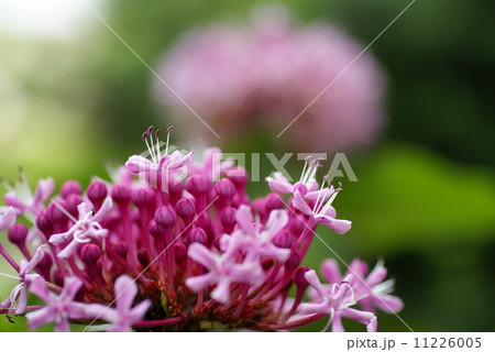 ピンクのボタンクサギ ピンクのボタンクサギ 11226005