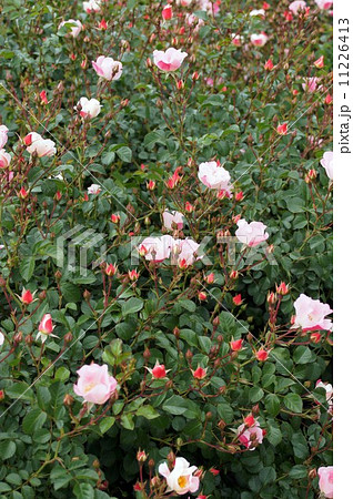 バラ“ビンゴ・メイディランド” バラ“ビンゴ・メイディランド” 11226413