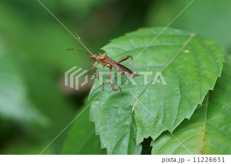 細縁亀虫 ホソヘリカメムシと申します。 細縁亀虫 ホソヘリカメムシと申します。 11226651