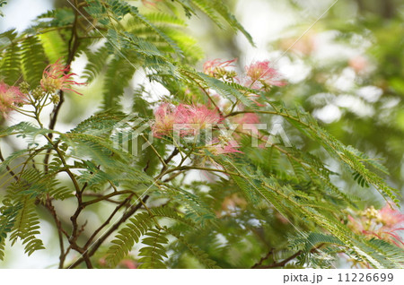 ネムの花 11226699