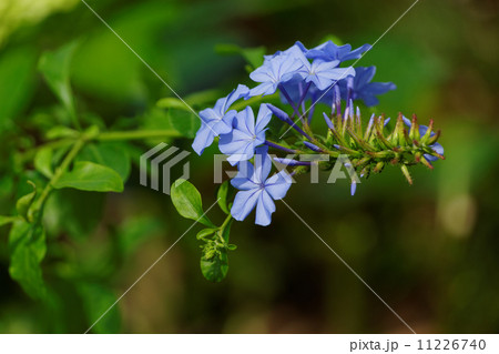 紫色の花・瑠璃茉莉 11226740