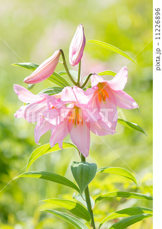 ひめさゆり ひめさゆり 11226896