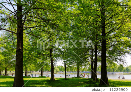 舎人公園のラクウショウの林と釣り人 舎人公園のラクウショウの林と釣り人 11226900