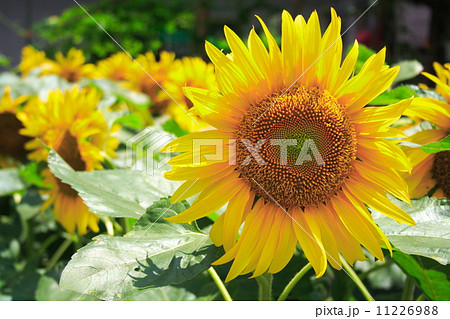 ひまわりの花 クローズアップ 11226988