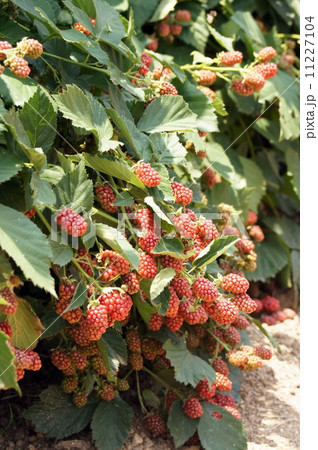 ブラックベリーの赤く色づいた実 11227104