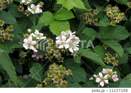 ブラックベリーの花と若い実 11227108