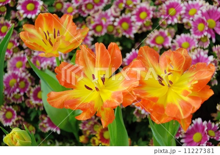 Colorful Tulip blossom Colorful Tulip blossom 11227381