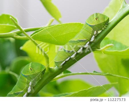 ライムの枝の青虫2匹 ライムの枝の青虫2匹 11227573