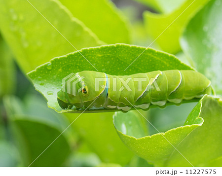 ライムの葉の青虫 11227575