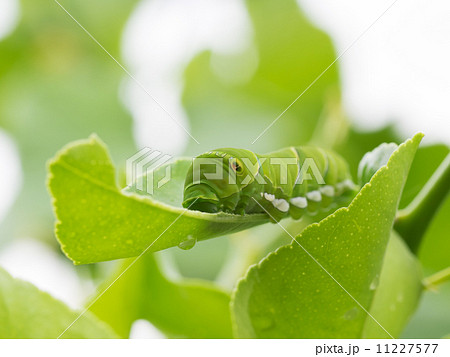 ライムの葉上の青虫 11227577