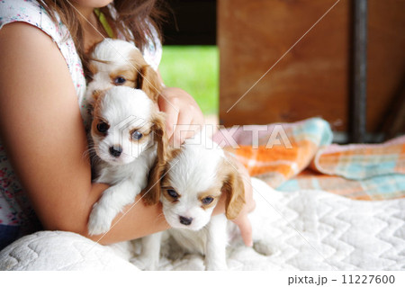 子犬 子犬 11227600