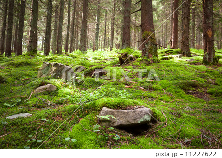 Old fairy forest with moss and stones on foreground Old fairy forest with moss and stones on foreground 11227622