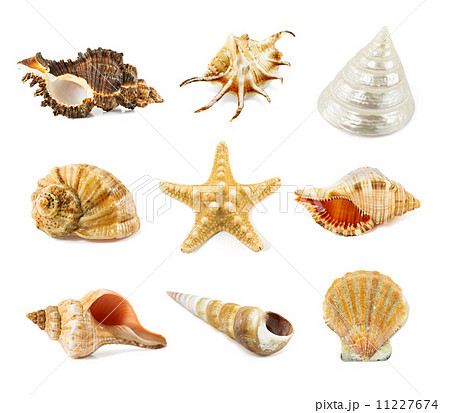 seashell isolated on a white 11227674