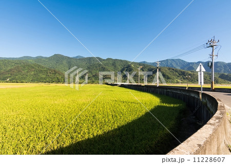 Landscape of paddy farm 11228607