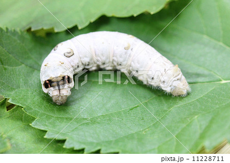 カイコ 蚕 カイコ 蚕 11228711