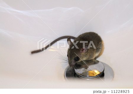 ネズミ 11228925