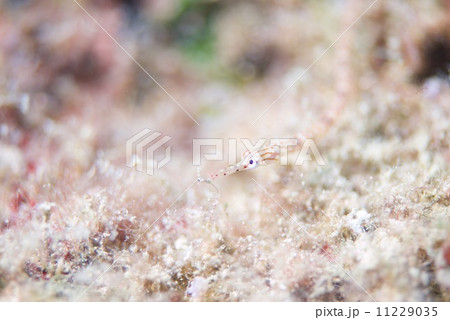 イシヨウジ 11229035