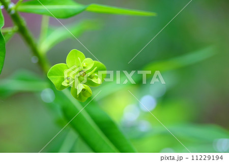 絶滅危惧植物 ヒュウガタイゲキ 絶滅危惧 A類 Cr の写真素材