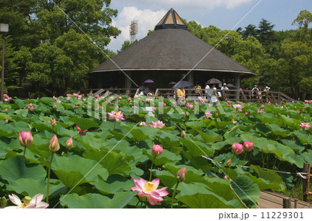 千葉公園と大賀ハス 千葉公園と大賀ハス 11229301