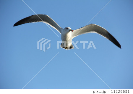 かもめ かもめ 11229631