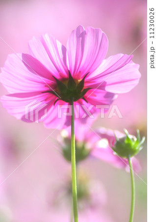 flower in softfocus 11230026