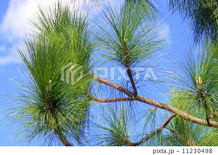 ダイオウショウ（ダイオウマツ）：大王松 11230498