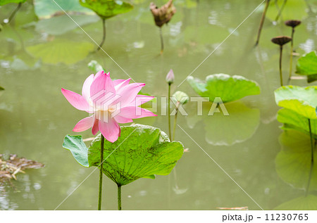 Lotus or Water lily flower 11230765