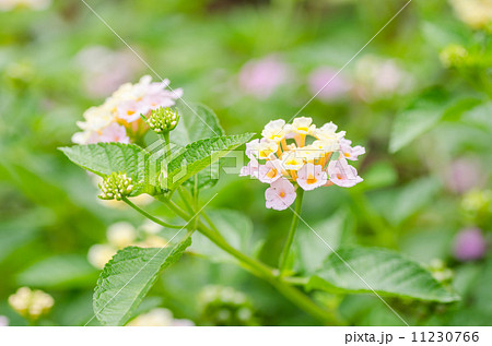 Lantana, Wild sage, Cloth of gold 11230766